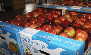 اتحاد المصدرين: تصدير 1700 طناً من التفاح عبر 