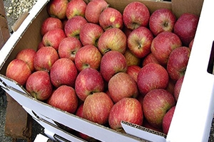 السويداء تصدر نحو 200 طن من التفاح إلى دولتين عربيتين