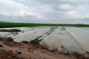 منخفض مطري غير مسبوق.. الفيضانات في دير الزور تخلّف أضرارا كبيرة في المحاصيل الزراعية