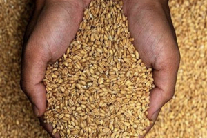 مسؤول مصري يكشف عن احتياطي البلاد الاستراتيجي من القمح والأرز والسكر