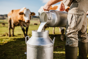 خبير زراعي: 90 بالمئة من إنتاج الحليب في سورية يسوق و ينتج دون ضمانات صحية