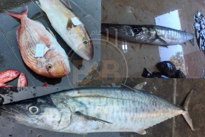 أسعار الأسماك في سورية ترتفع و تصبح حلماً للسوريين..و ( سمكة واحدة) سعرها ربع مليون ليرة