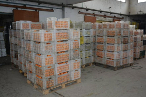 السورية للتجارة: إستجرار 650 طن من الحمضيات من محافظة اللاذقية