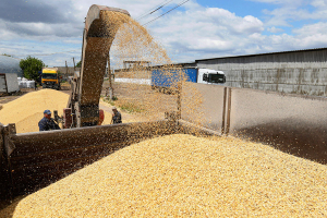 وزير الزراعة السوري يعلن عن أسعار جديدة للقمح وأجور الحصاد قريباً