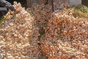 أسعار الخضار والفواكه ترتفع في سوريا رغم تحسن الليرة.. وكيلو الثوم ينخفض لأول مرة منذ سنوات