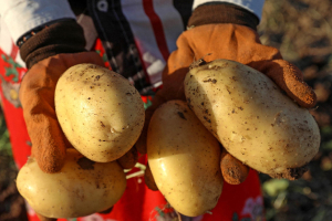 للمرة الأولى في تاريخ « محافظة حماة» كيلو البطاطا يتجاوز الـ5000 ليرة رغم الإنتاج الوفير!!