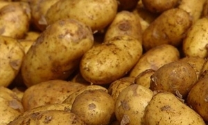  500 ألف طن الإنتاج المتوقع من البطاطا في سورية هذا العام..وحاجة السوق تفوق ذلك!!