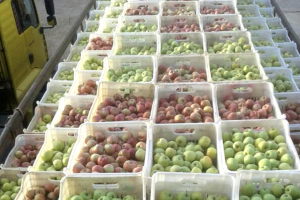 التفاح السوري في «المزاد العلنيّ»!!.. والإقبال ضعيف على شراء اللحوم  في السويداء 