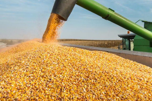 سورية تعلن عن مناقصة لتوريد 50 ألف طن من الذرة الصفراء و 60ألف من الشعير و كبسة الصويا