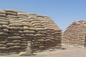 خبير اقتصادي يشكك في تأثير رفع سعر شراء القمح في سوريا على زيادة إنتاجه