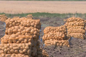 مسؤول سوري ينفي وجود احتكار لمادة «البطاطا» ويتوقع انخفاض الأسعار خلال أيام!
