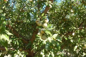 تعويضات مزارعي اللوز و التفاح في حمص: «أعطوهم من الجمل أُذنه»!!