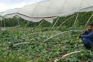 آثار العاصفة الأخيرة على المحاصيل الزراعية في عدة محافظات سورية: هذه حجم أضرار ها؟