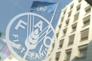 بسبب ارتفاع أسعار السكر..الفاو: أسعار الغذاء تحقق أكبر زيادة خلال 18 شهر في سبتمبر