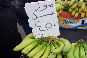 كيف يدخل أسواقنا ؟.. الموز اللبناني يغزو الأسواق السورية بـ400 ليرة وتكلفته لا تتعدى 150 !!