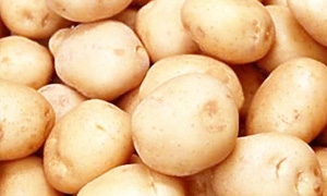 الزراعة: تأمين البذار محصول البطاطا وتخفيض أسعارها 50%