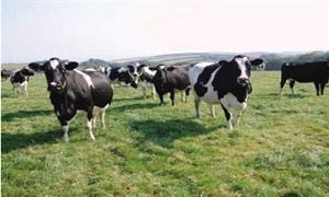 كشتو: اتحاد غرف الزراعة يقدم قروضاً لشراء الأبقار دون فوائد