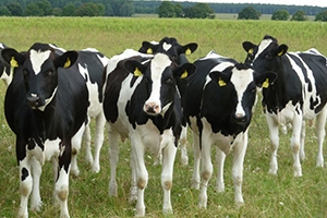 سورية تشتري أبقار من ألمانيا بعقد وصل قيمته نحو 2 مليون دولار