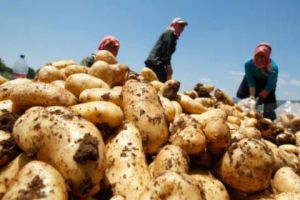 مزارعو البطاطا في طرطوس يشتكون سوء تسليم محصولهم للسورية للتجارة!