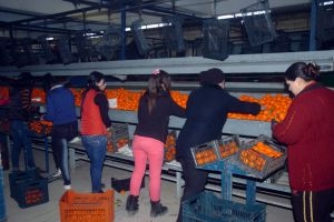 السورية للتجارة: تسويق 250 طناً من الحمضيات إلى حلب ودمشق 