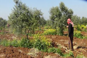 تراجع كبير بأعداد الأشجار المثمرة في درعا