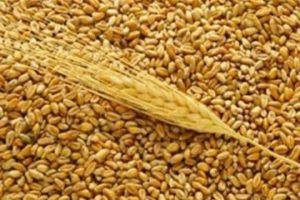 مجلس الوزراء يحدّد سعر شراء القمح بـ140 ليرة والشعير بـ110 ليرات