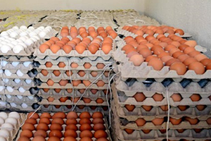 الدواجن تتدخل.. صحن البيض أقل بـ150 ليرة عن السوق طيلة شهر رمضان