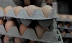 مؤسسة الدواجن: ارتفاع إنتاج بيض المائدة بدءاً من الشهر القادم