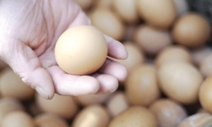 أسعار الفروج والبيض في سورية تواصل ارتفاعها.. وصحن البيض يقفز لـ700 ليرة