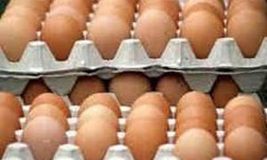 تقرير : انخفاض طفيف في أسعار السلع الغذائية والخضار واستقرار بسعر الفروج.. وطبق البيض بـ475 ليرة