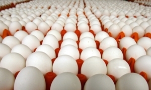 سورية تستورد 52 ألف بيضة من أوروبا