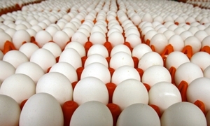 سعد الدين :نفكر بتصدير البيض.. و40% انخفاض باسعار الفروج والبيض مقارنة مع رمضان الماضي
