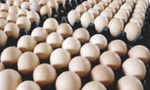 أسعار البيض تتراجع والفروج ثابت