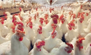 370 مليون بيضة و4 آلاف طن من لحم الفروج خلال عام 2012