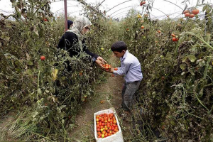مناخ الاستثمار الزراعي بسوريا «منقوص».. وقرار منع التصدير بمثابة «تطفيش» للمستثمرين!!