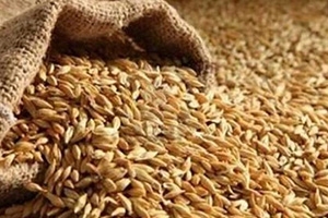 العثور على 2500 طن من القمح المسروق بريف حماة