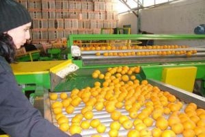 شركة فيحاء الشام لتوضيب الفواكه والحمضيات تنطلق قريباً