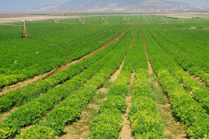 تأمين 50 طناً من الأسمدة الفوسفاتية والآزوتية للقطاع الزراعي في وسوريا و70 طن من بذور القمح