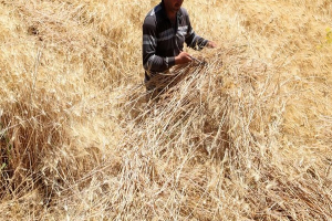 كارثة الجفاف في سوريا... الفاو تحذر:  إنتاج القمح في خطر 75% من المحصول قد يختفي!