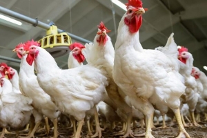 لجنة مربي الدواجن: تكلفة تربية 10 آلاف دجاجة بياضة بحدود 150 مليون ليرة
