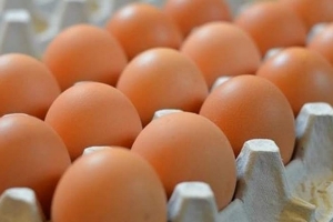 غرف الزراعة: الفرد في سورية يستهلك 154 بيضة سنوياً فقط!