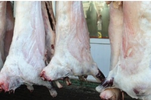 جمعية اللحامين: توقعات بتراجع أسعار اللحوم خلال الفترة القادمة