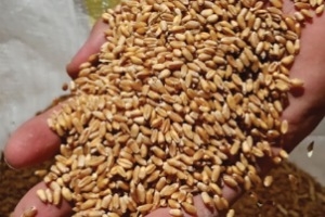 رئيس اتحاد الفلاحين: لن يكون عام القمح! 