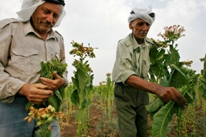 الزيادة تجاوزت 200 بالمئة.. الحكومة تدعم مزارعي التبغ في سوريا وترفع أسعار الشراء 