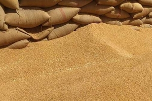 اتحاد الفلاحين: نعمل لتوفير مستلزمات القمح ويجب استلام كل حبة