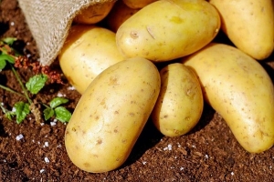 سوريا..نحو 1500 طن إنتاجنا اليومي من البطاطا وثلثها للاستهلاك المحلي