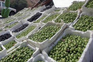  انخفاض إنتاج الزيتون في سورية إلى ما دون 700 ألف طن