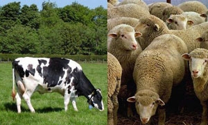 هيئة المنافسة: التهريب إلى السعودية رفع أسعار لحوم الأغنام والأبقار 