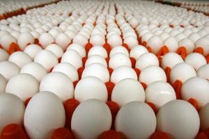 مؤسسة الدواجن تنتج 30 مليون بيضة مائدة خلال شهر ونصف الشهر