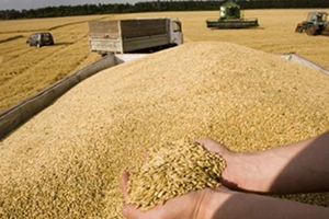 سوريا تستورد 1.2 مليون طن من القمح الروسي